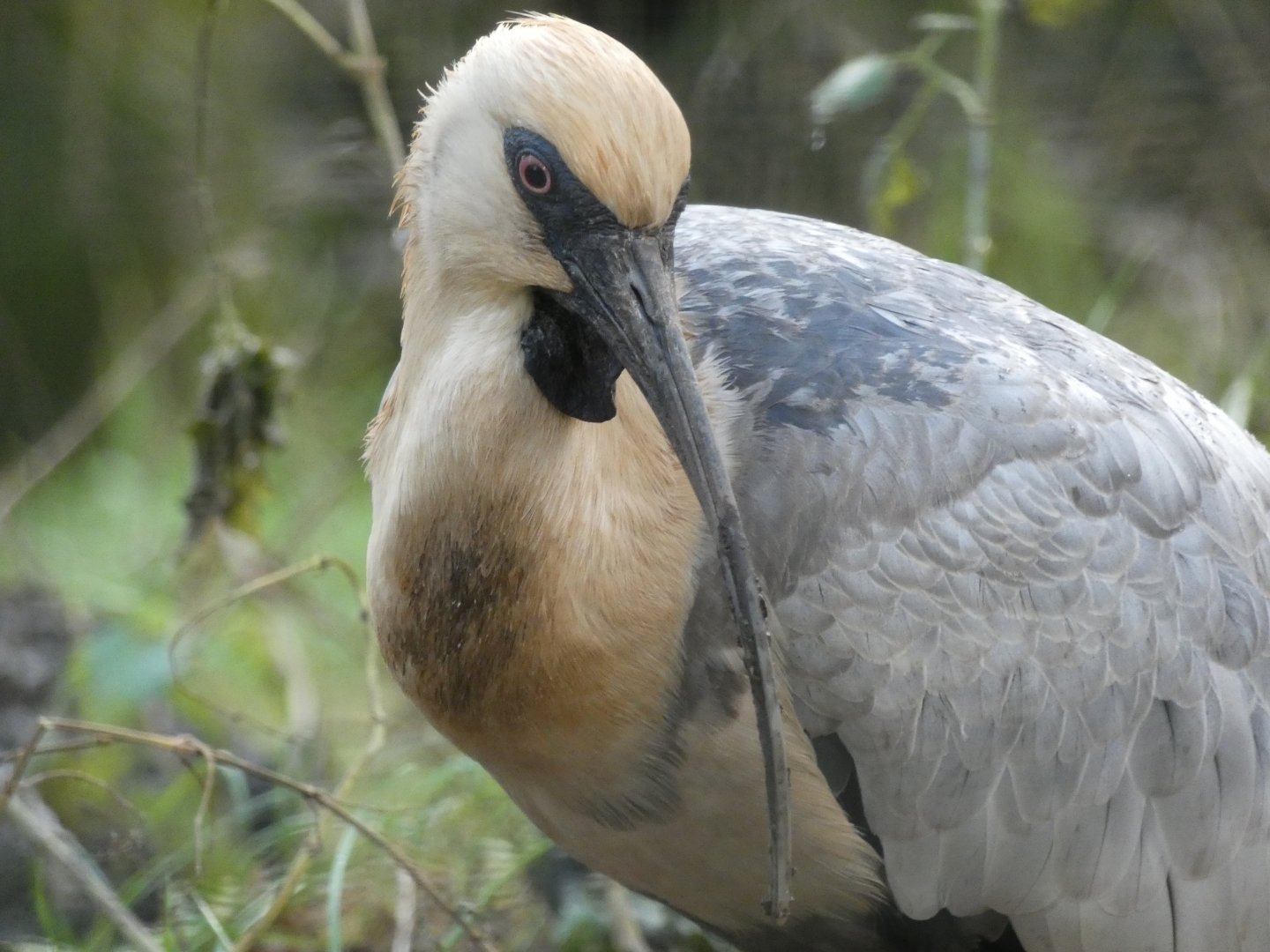 Black-faced Ibis
