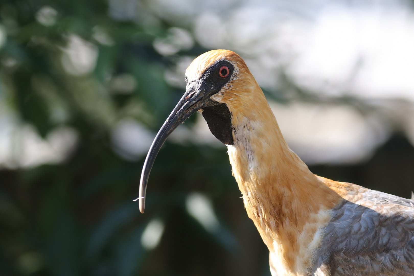 Black-faced ibis