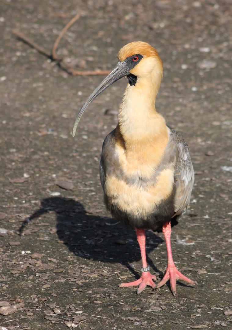 Black-faced ibis