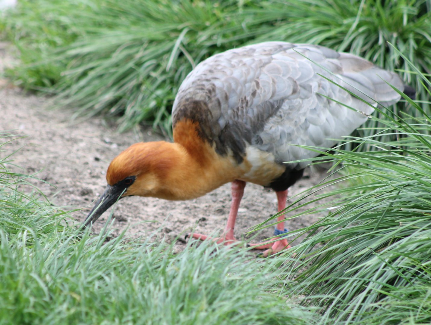 Black-faced ibis