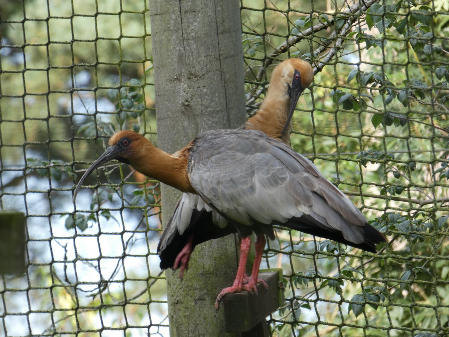 Black-faced Ibis