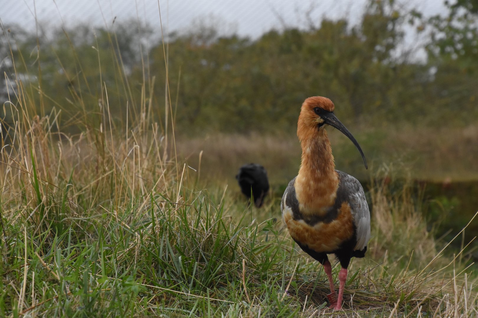 Black-faced Ibis