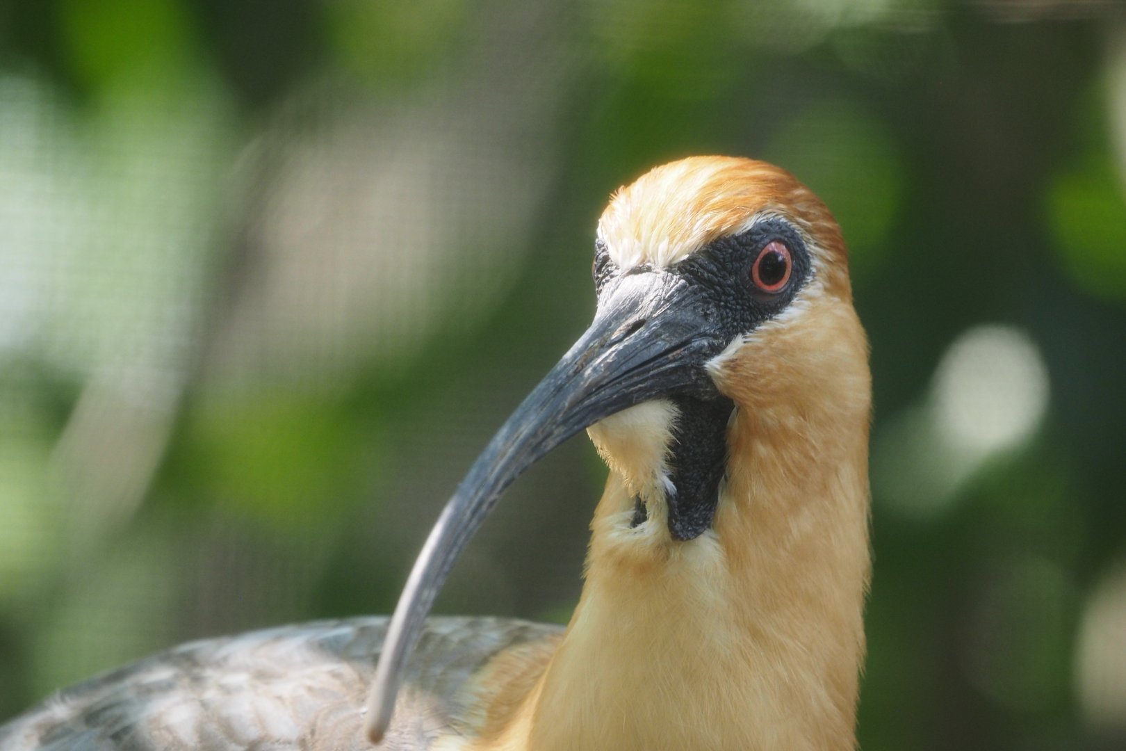 Black-faced ibis
