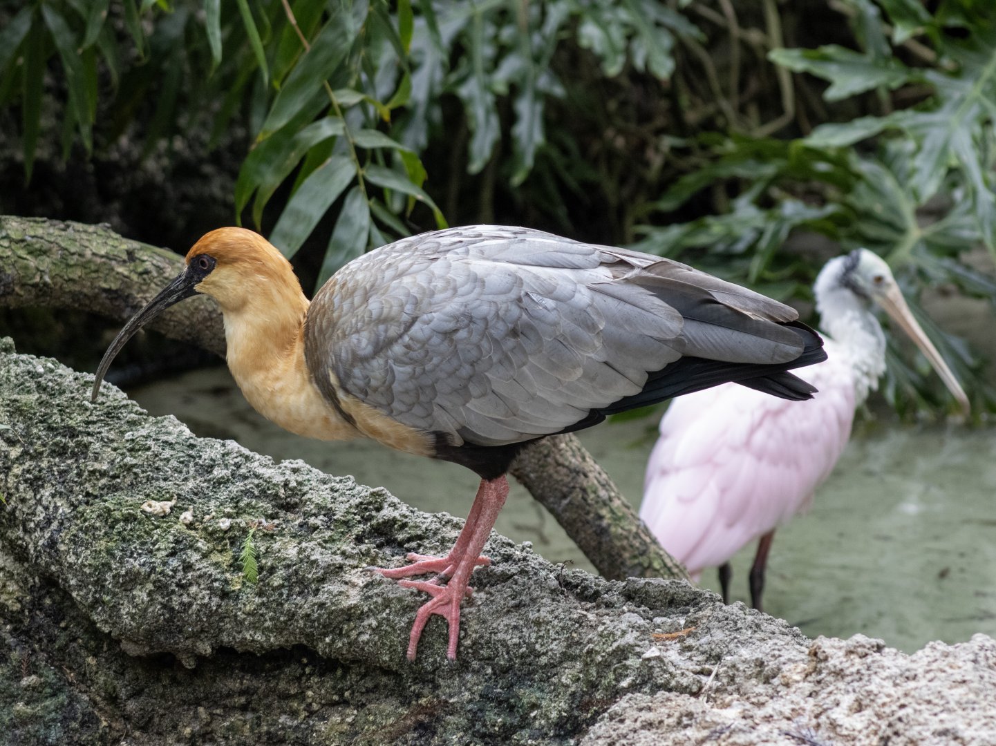 Black-faced Ibis