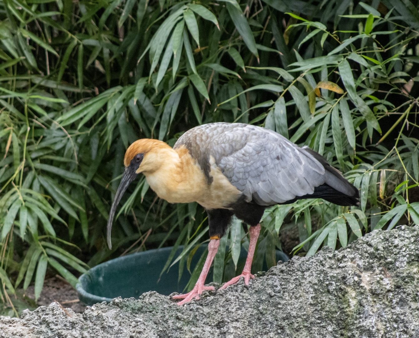Black-faced Ibis