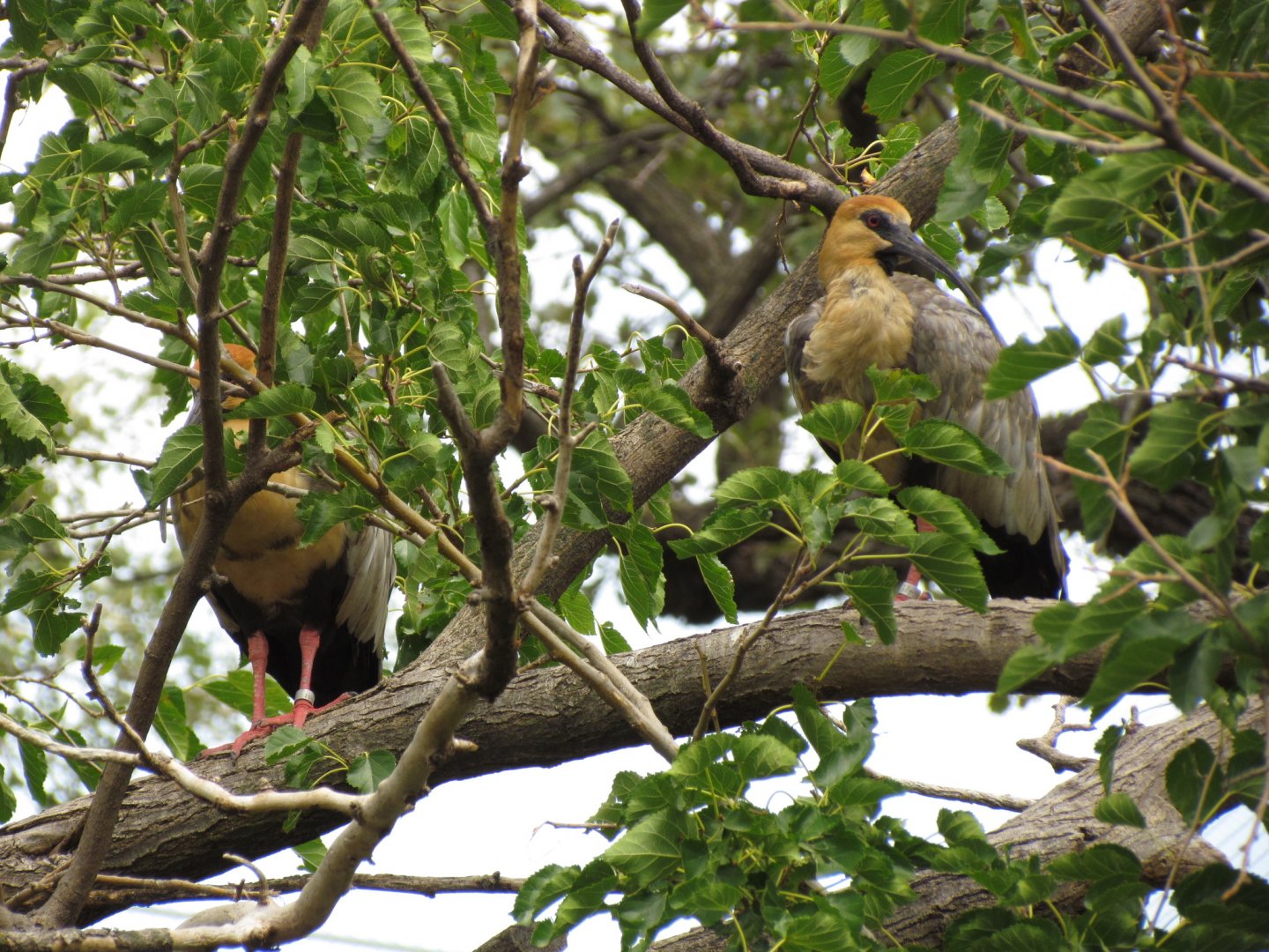 Black-faced Ibis