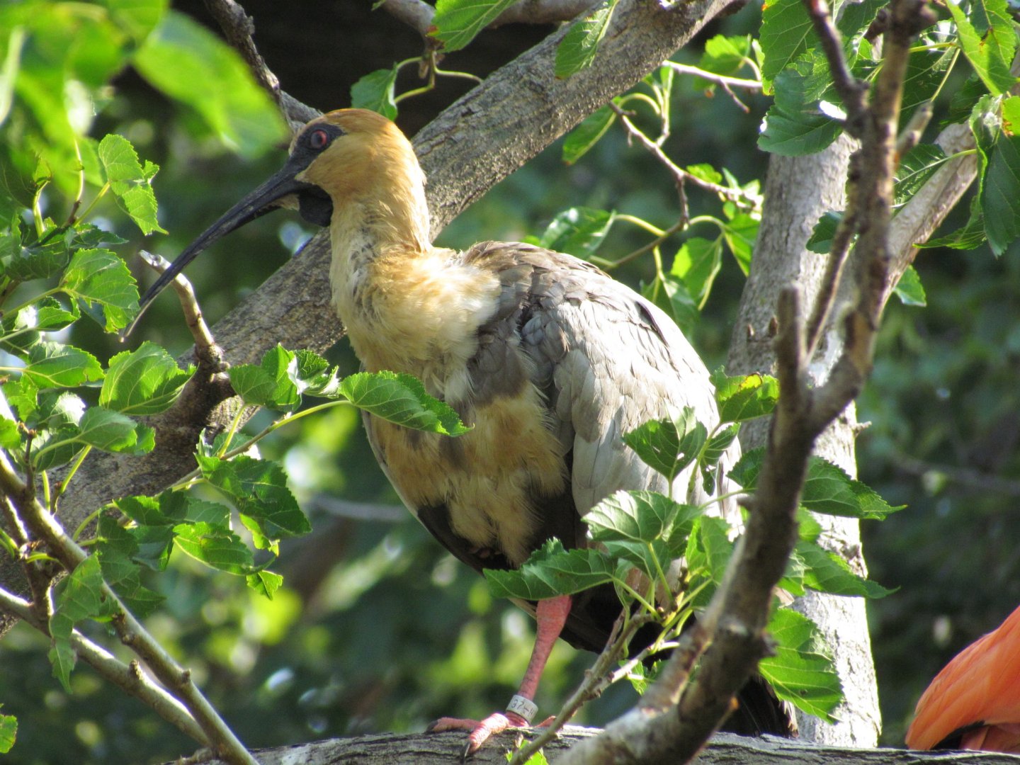 Black-faced Ibis