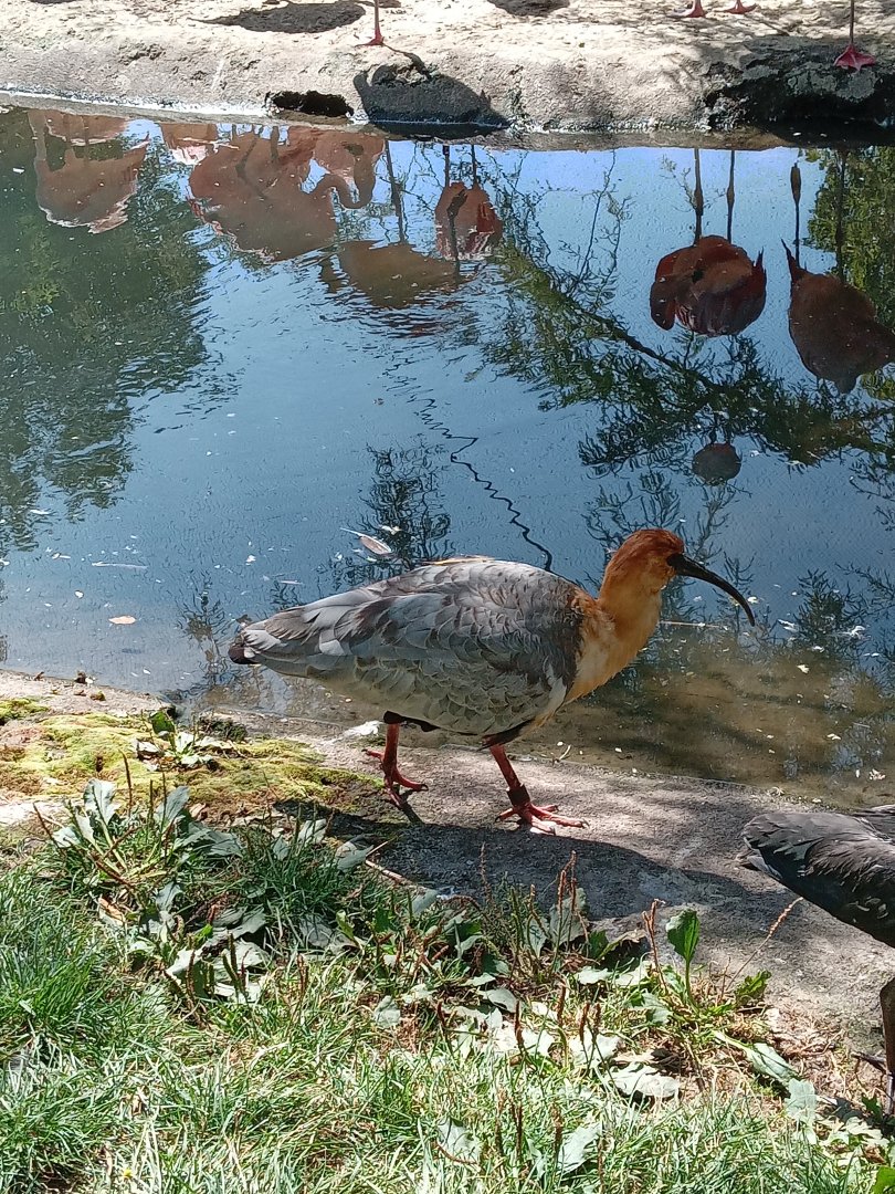Black-Faced Ibis