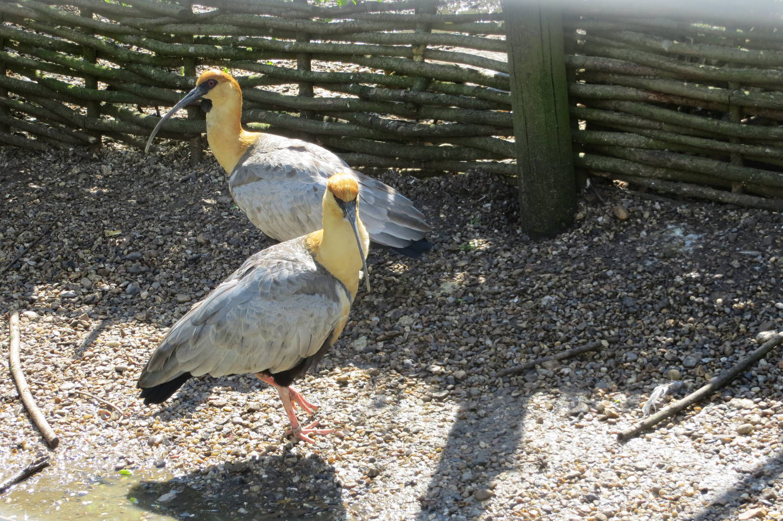Black-faced Ibises 090515