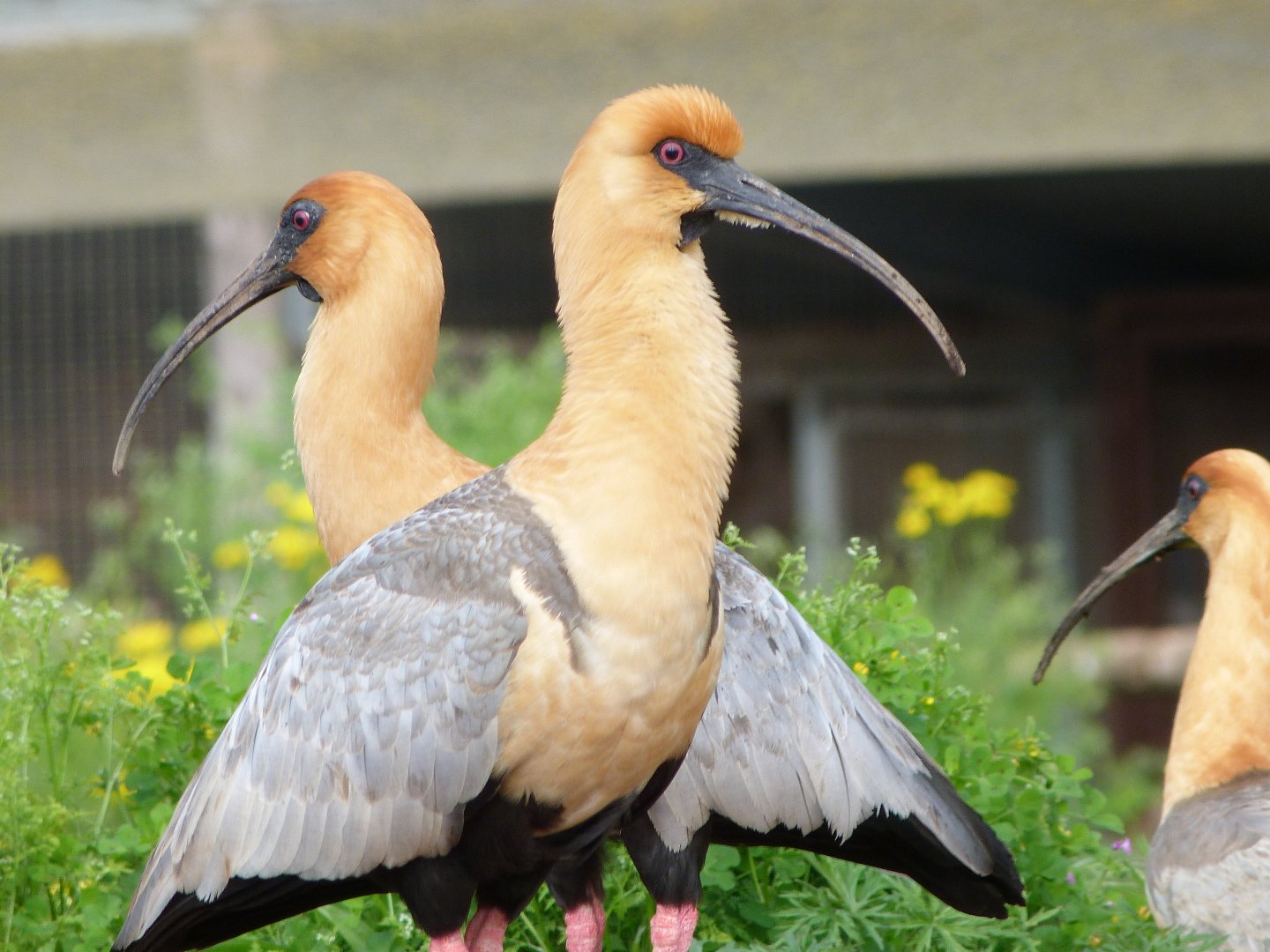 Black-faced ibises -Bioparc de Doué la Fontaine (2025)