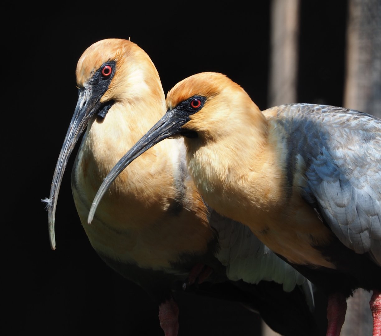 Black-faced ibises (Theristicus melanopis), 2021-04-20