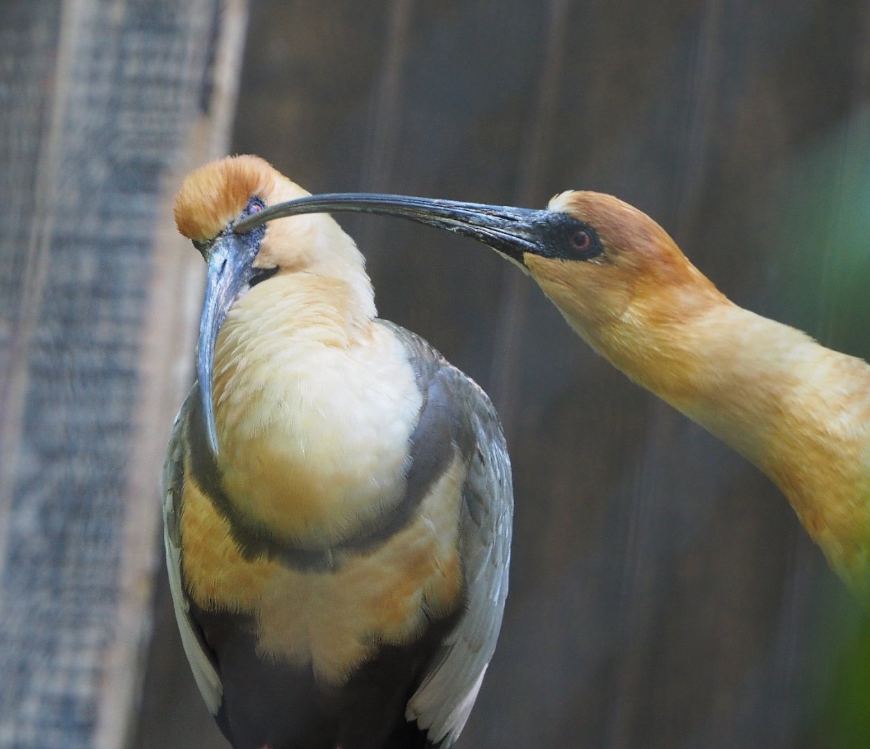 Black-faced ibises (Theristicus melanopis), 2021-06-01