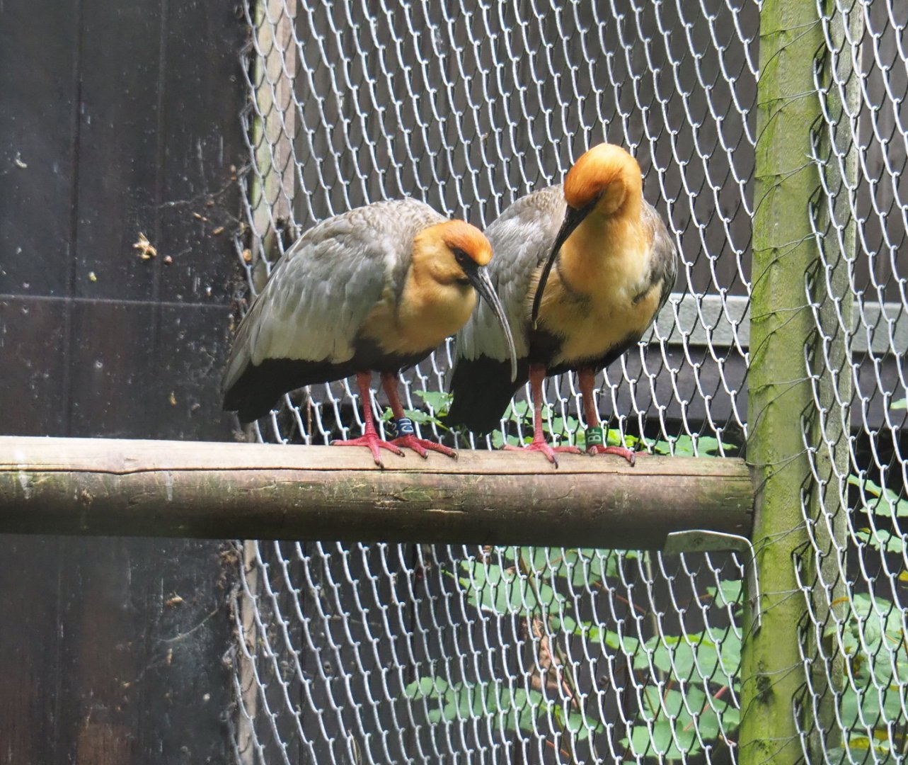 Black-faced ibises (Theristicus melanopis), 2021-07-03