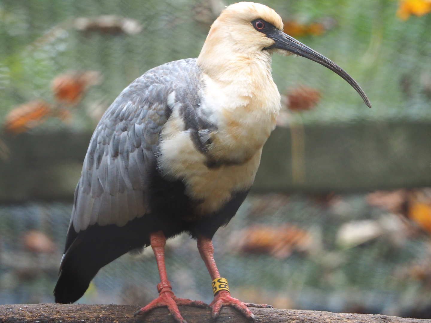 Black-faced ibises (Theristicus melanopis), 2021-11-06