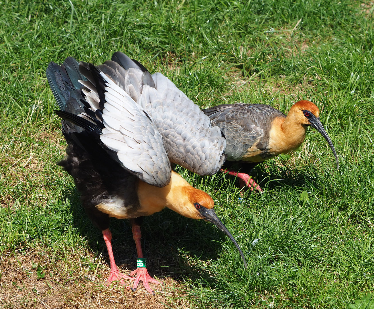 Black-faced ibises (Theristicus melanopis), 2022-06-15