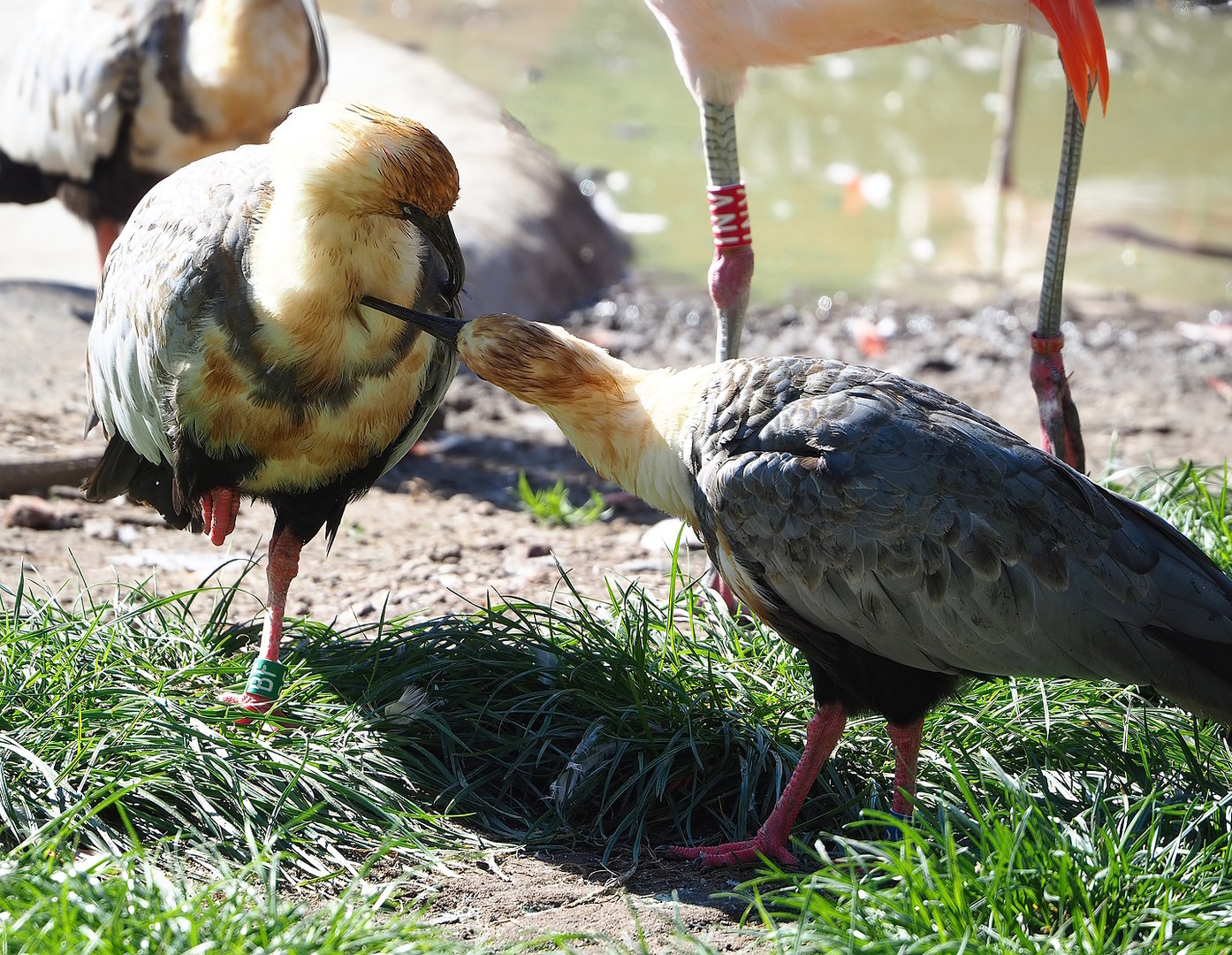 Black-faced ibises (Theristicus melanopis), 2022-09-12