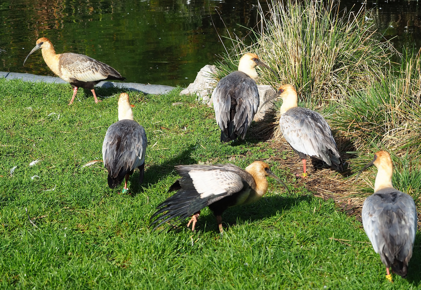 Black-faced ibises (Theristicus melanopis), 2022-10-19