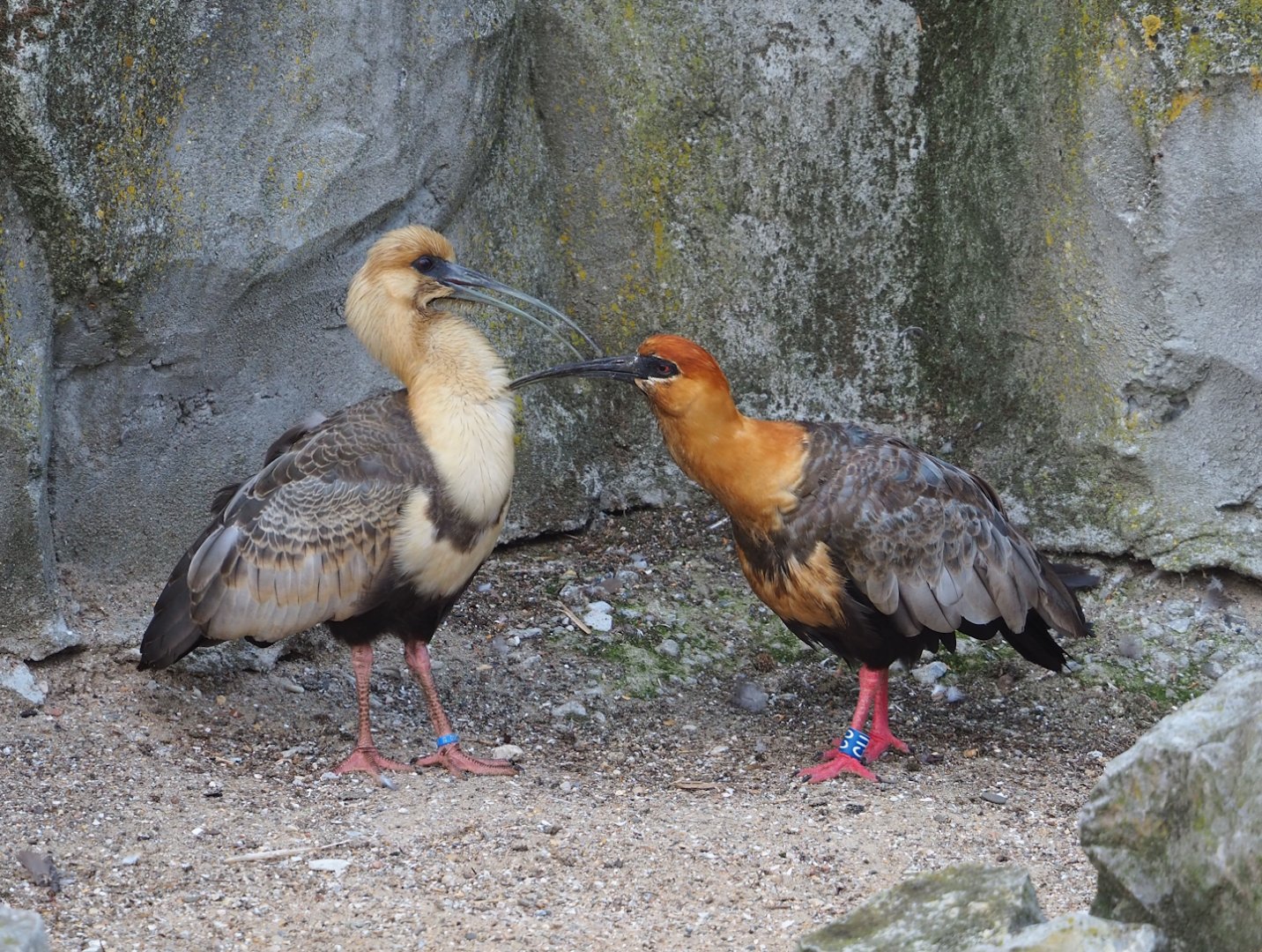 Black-faced ibises (Theristicus melanopis), 2023-07-26