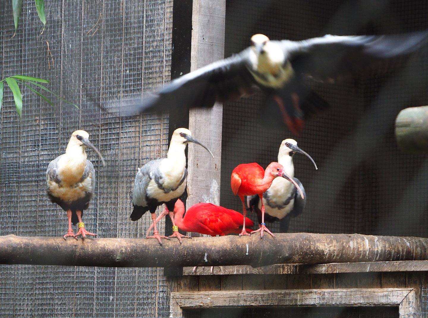 Black-faced ibises (Theristicus melanopis) and Scarlet ibises (Eudocimus ruber), 2021-11-06