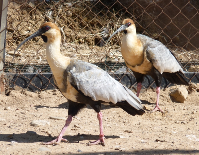 Black-faced ibises (Theristicus melanopis)