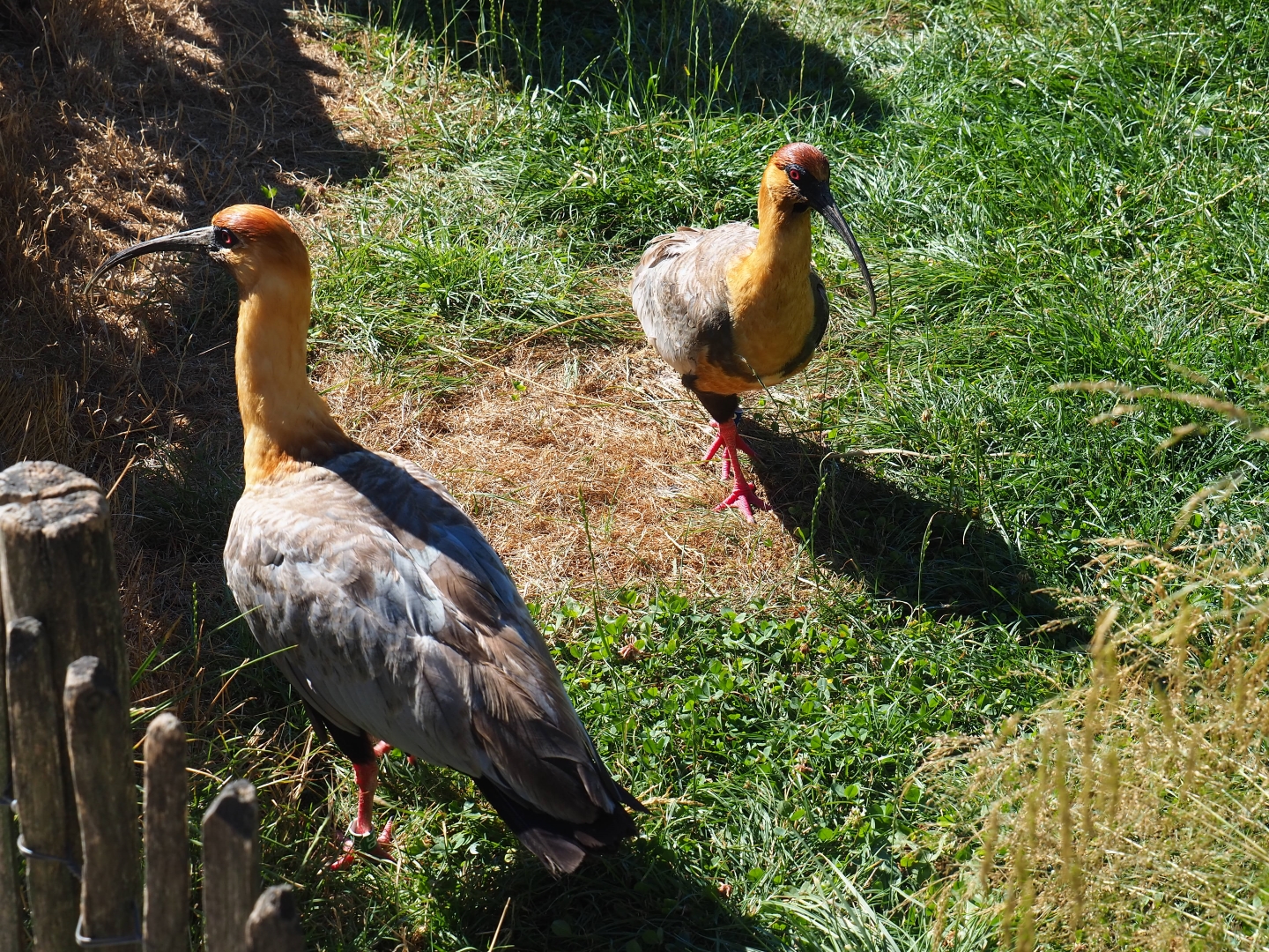 Black-faced ibisses (Theristicus melanopis)