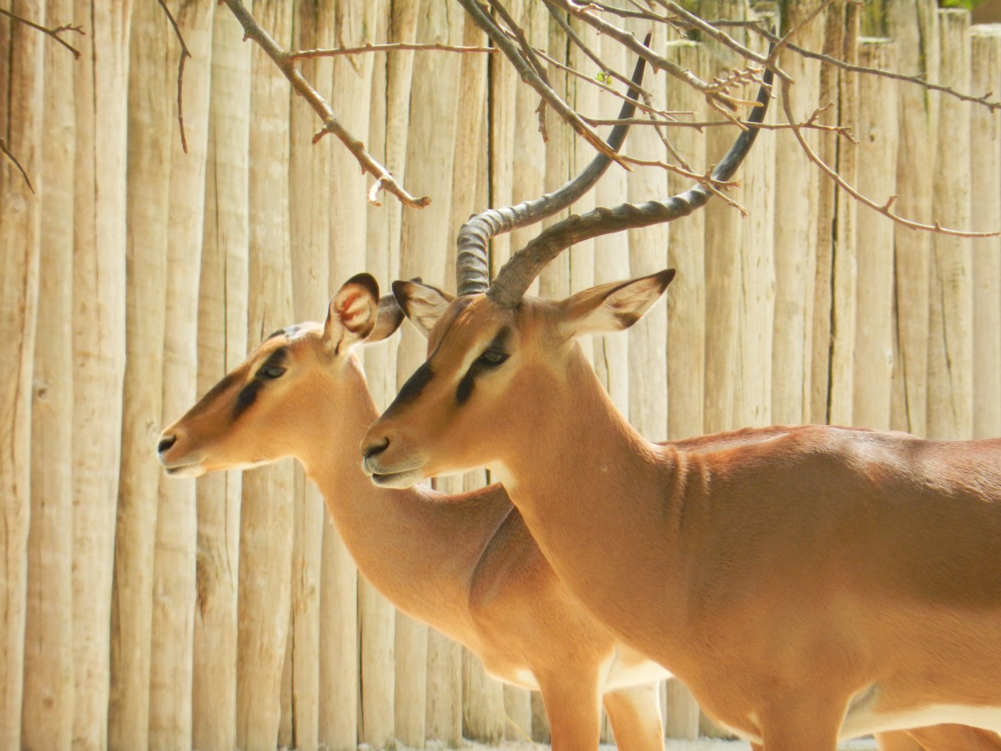 Black-Faced Impala (Aepyceros melampus petersi) at Jardim Zoológico de Lisboa, Portugal*