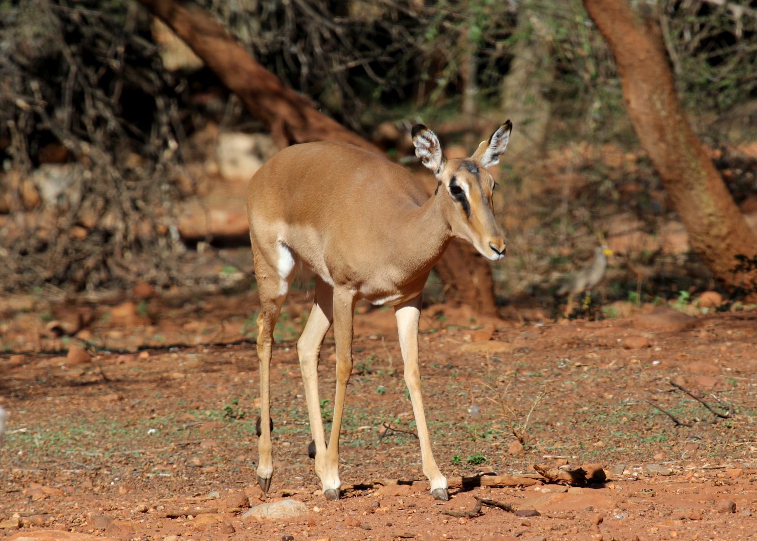 Black-faced Impala (Aepyceros melampus petersi)