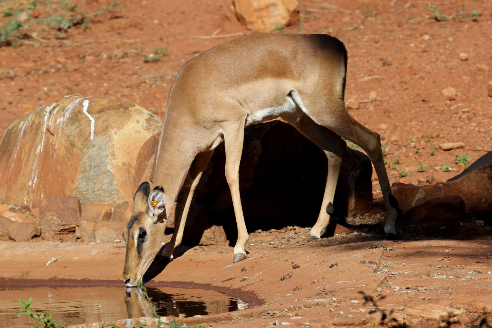 Black-faced Impala (Aepyceros melampus petersi)