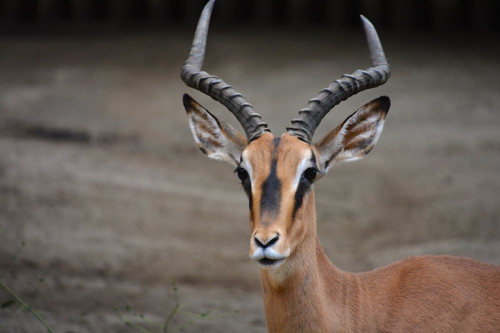 Black-faced impala (Aepyceros melampus petersi)
