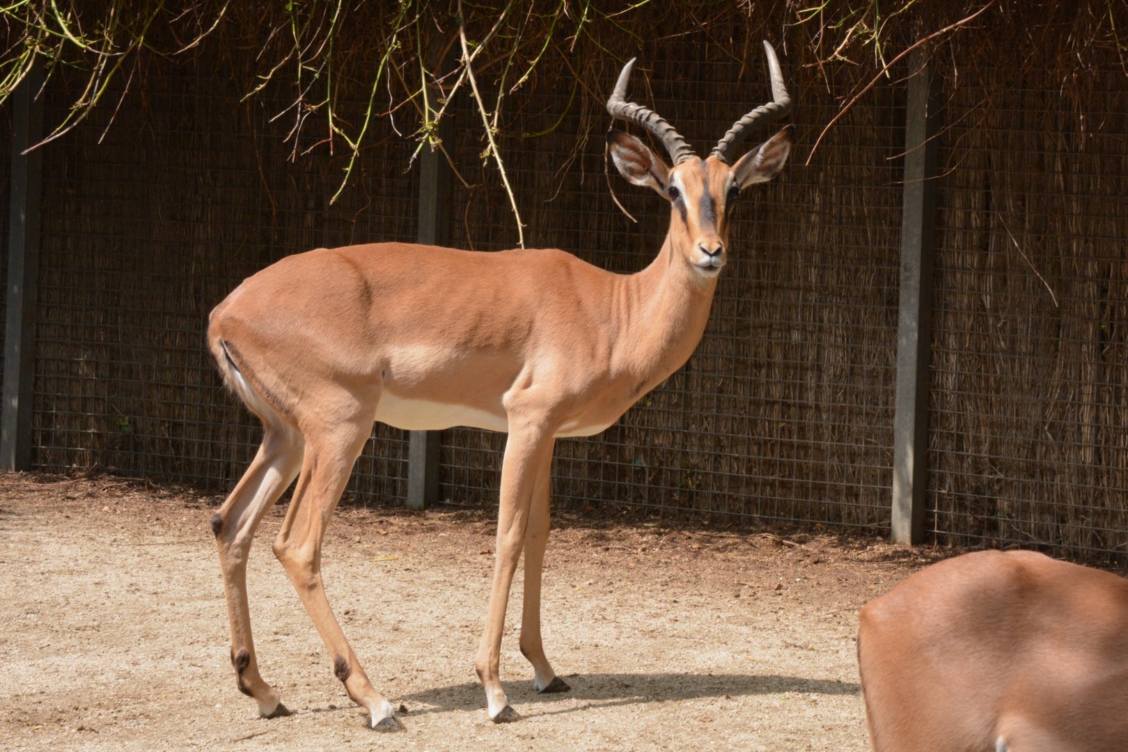 Black-faced impala (Aepyceros melampus petersi)