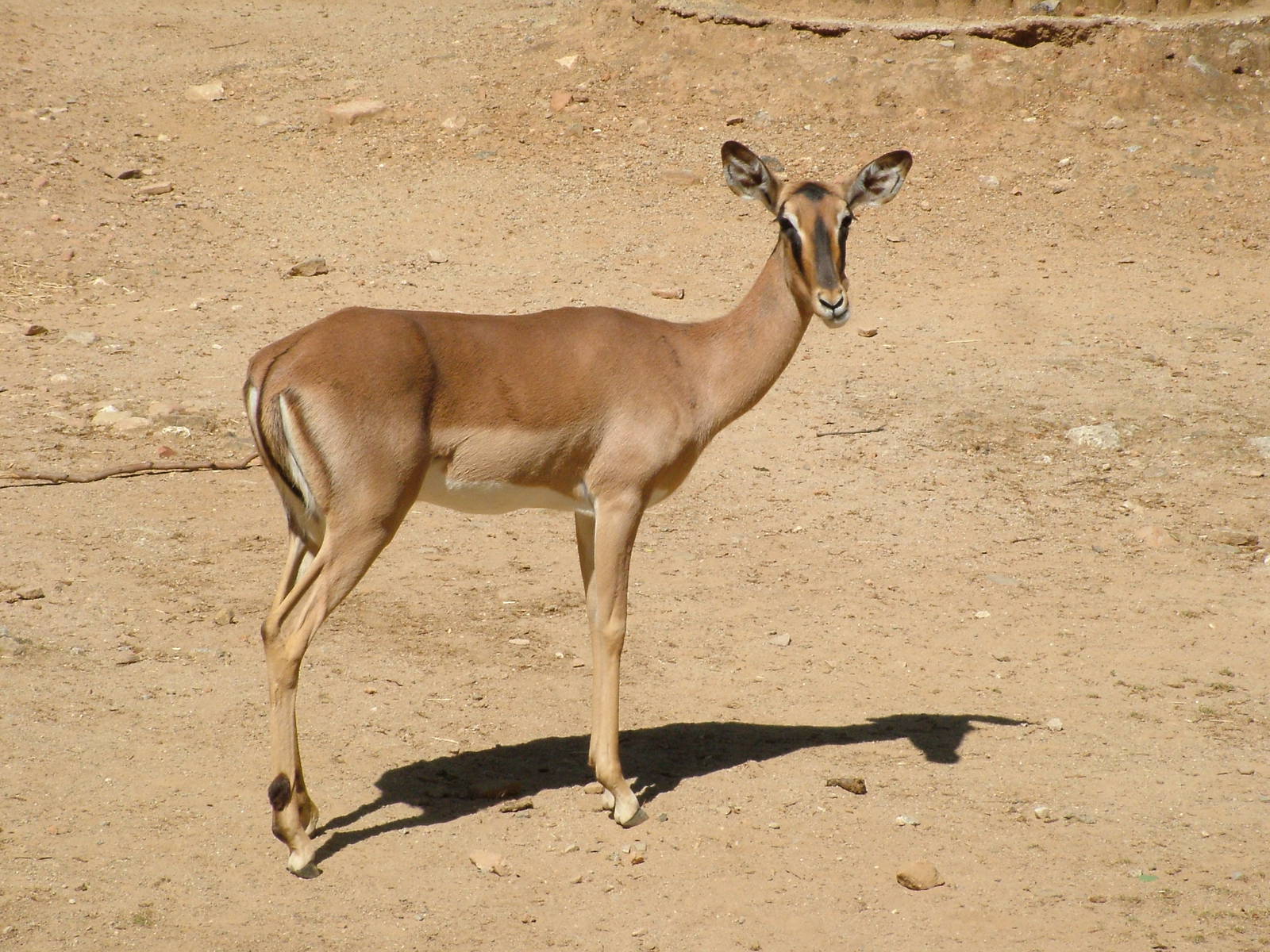 Black-faced Impala at Barcelona, 30/05/11
