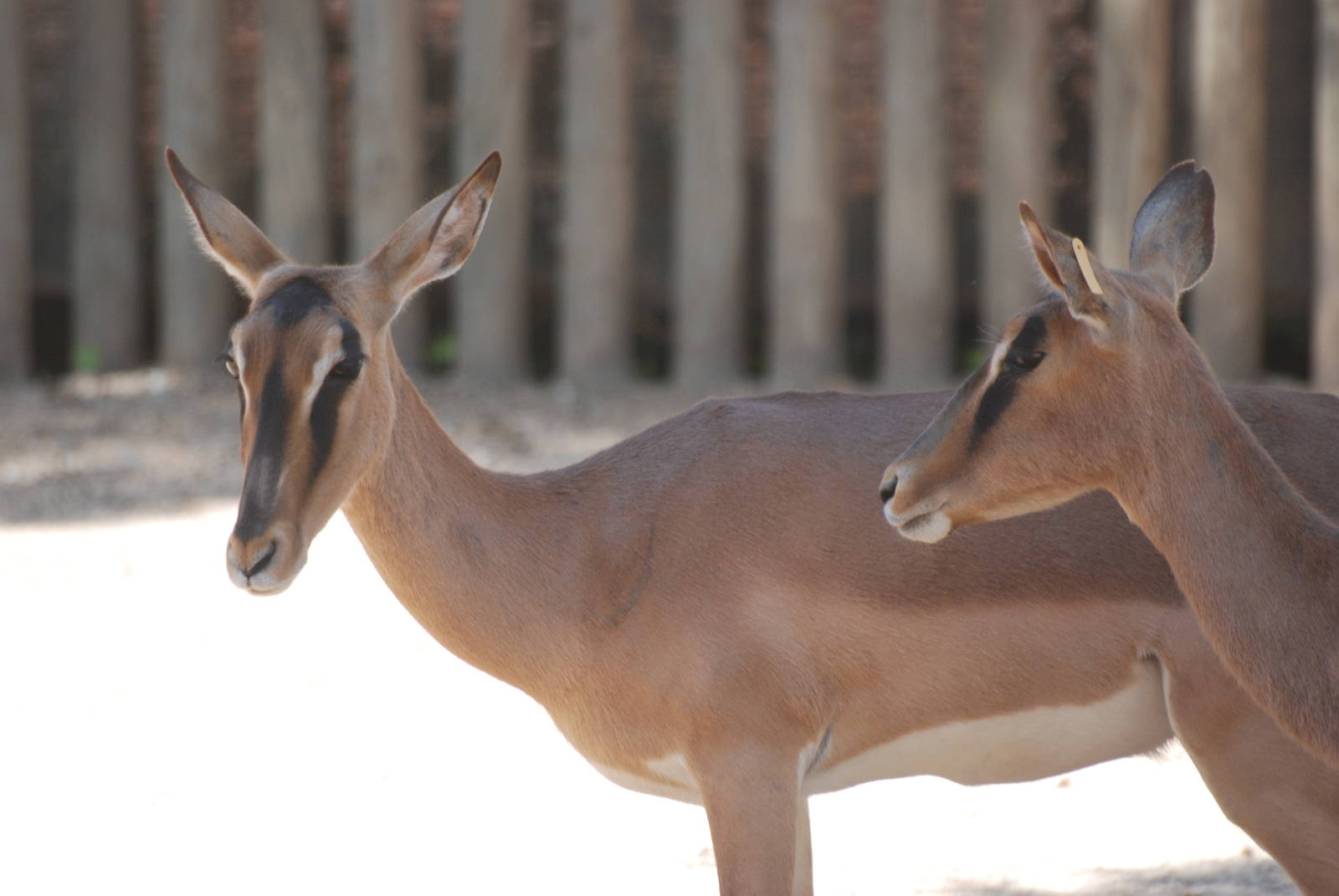 Black-faced Impala at Barcelona, 30/05/11
