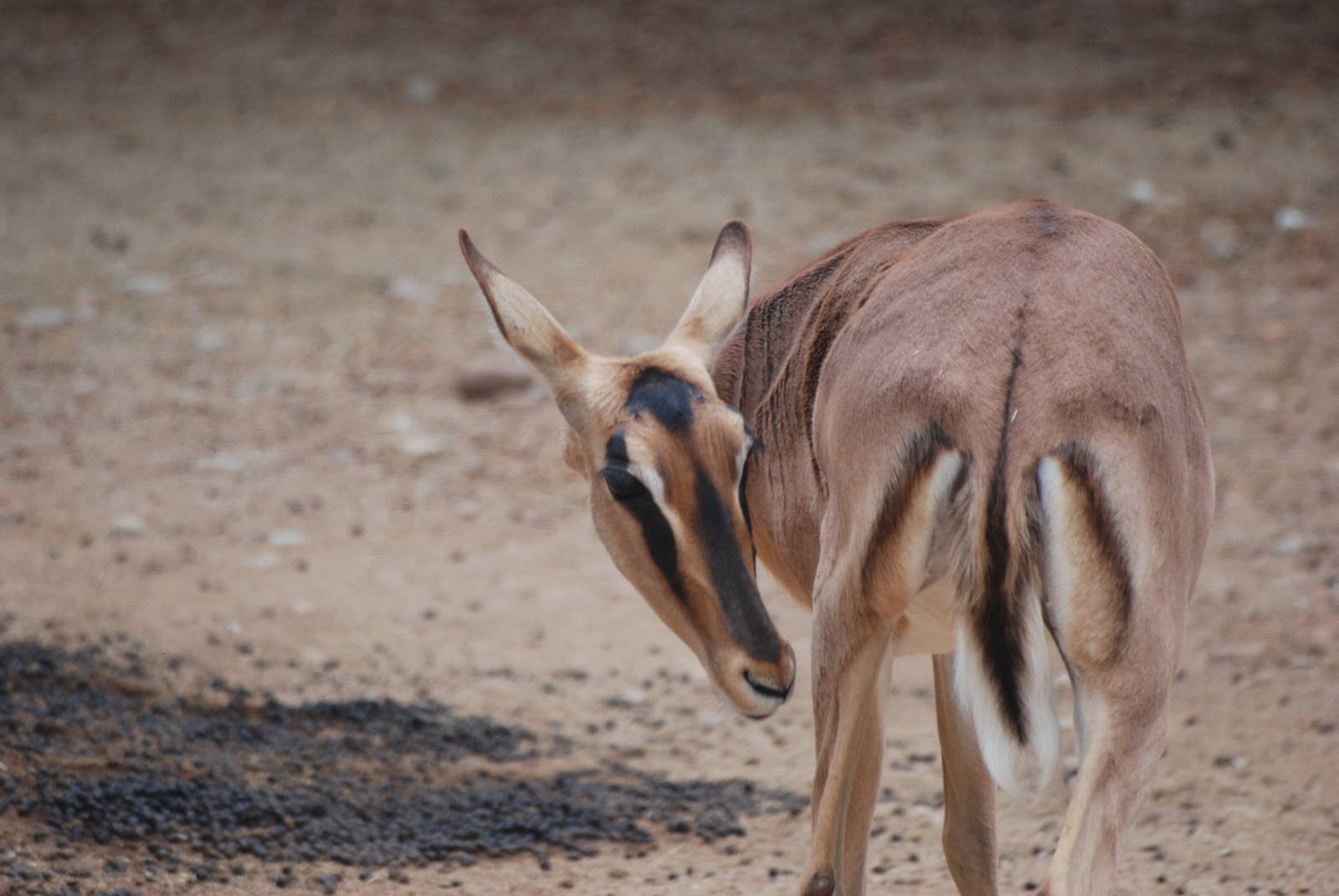 Black-faced Impala at Barcelona, 30/05/11