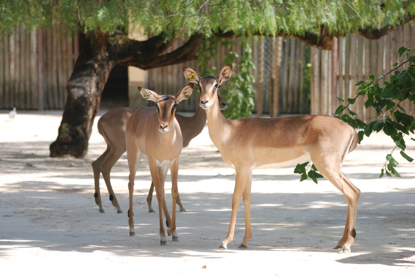 Black-faced Impala at Lisbon Zoo, 24/05/11