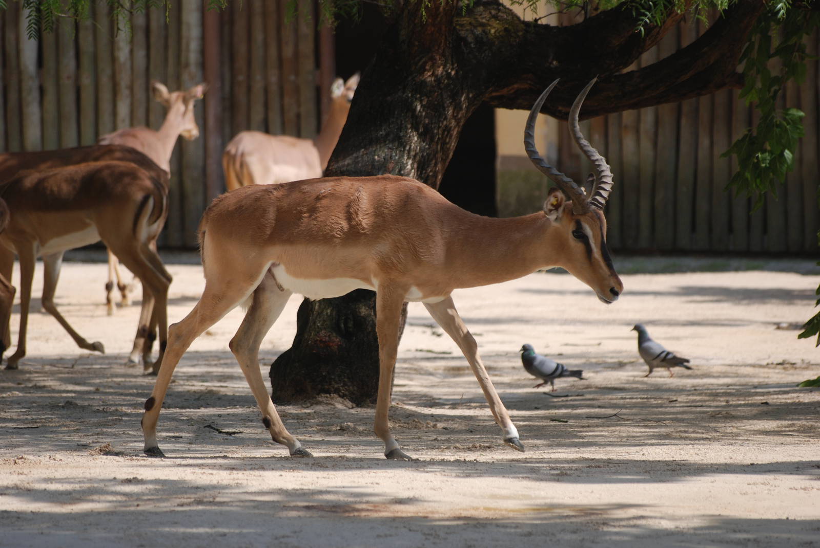 Black-faced Impala at Lisbon Zoo, 24/05/11