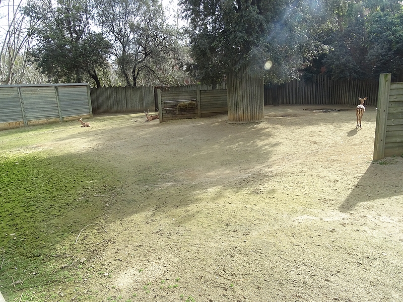 Black-faced Impala enclosure