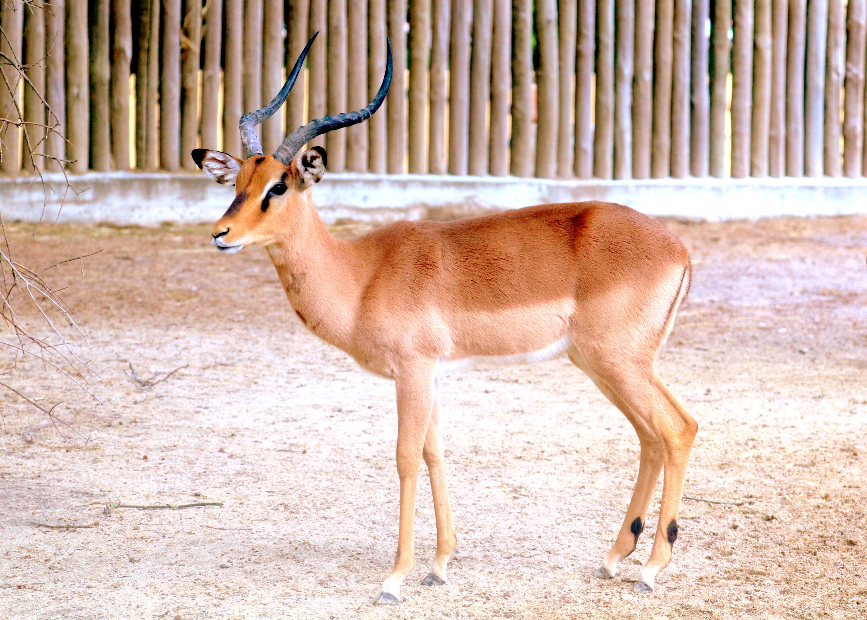 Black-faced impala; Lisbon; 6th April 2019.