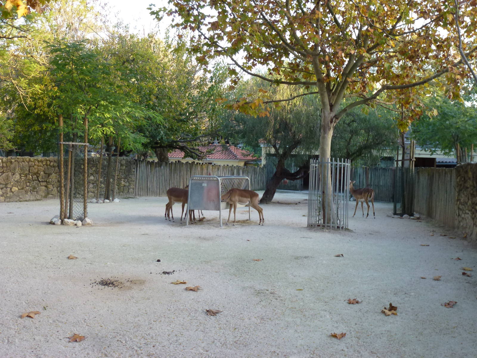 Black-faced impala paddock, November 2013.