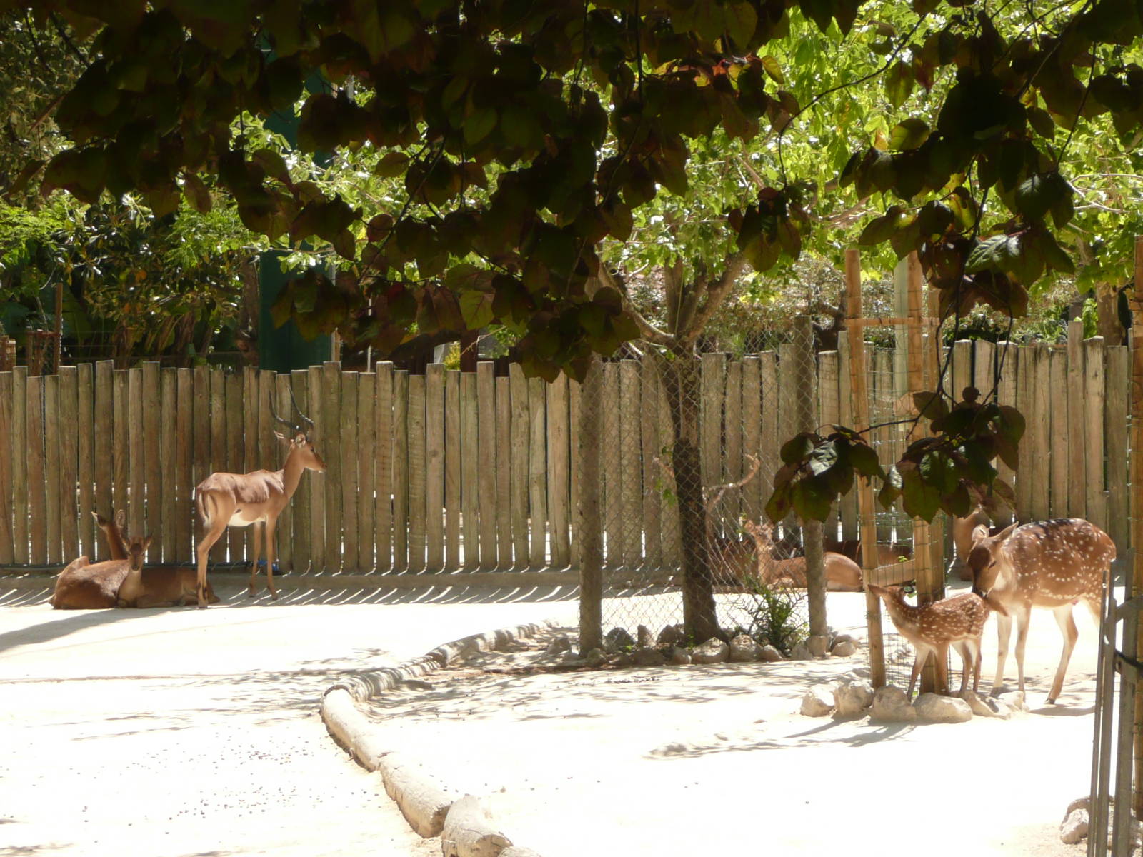 Black-faced impala with deer