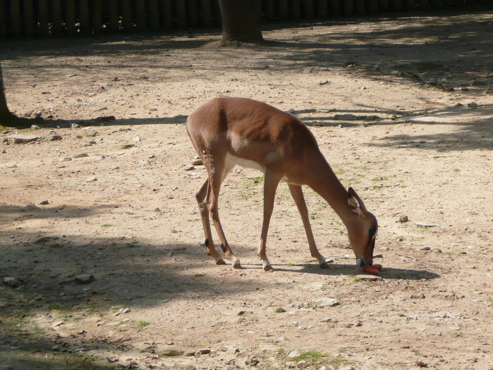 Black-faced Impala