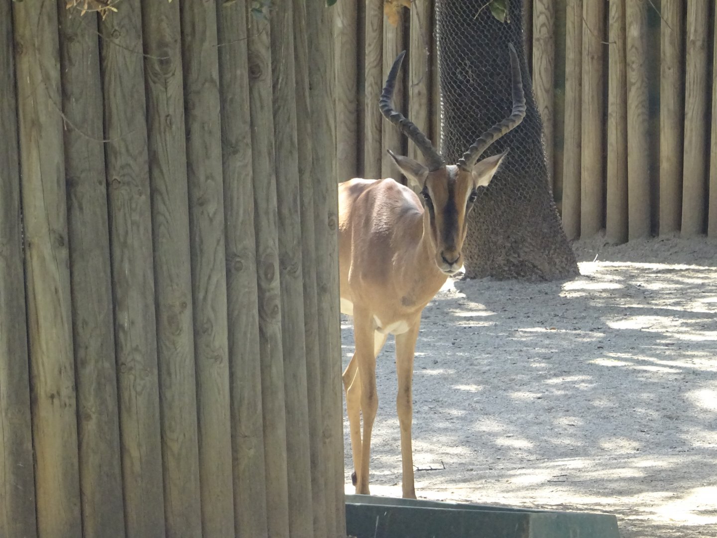 Black-Faced Impala