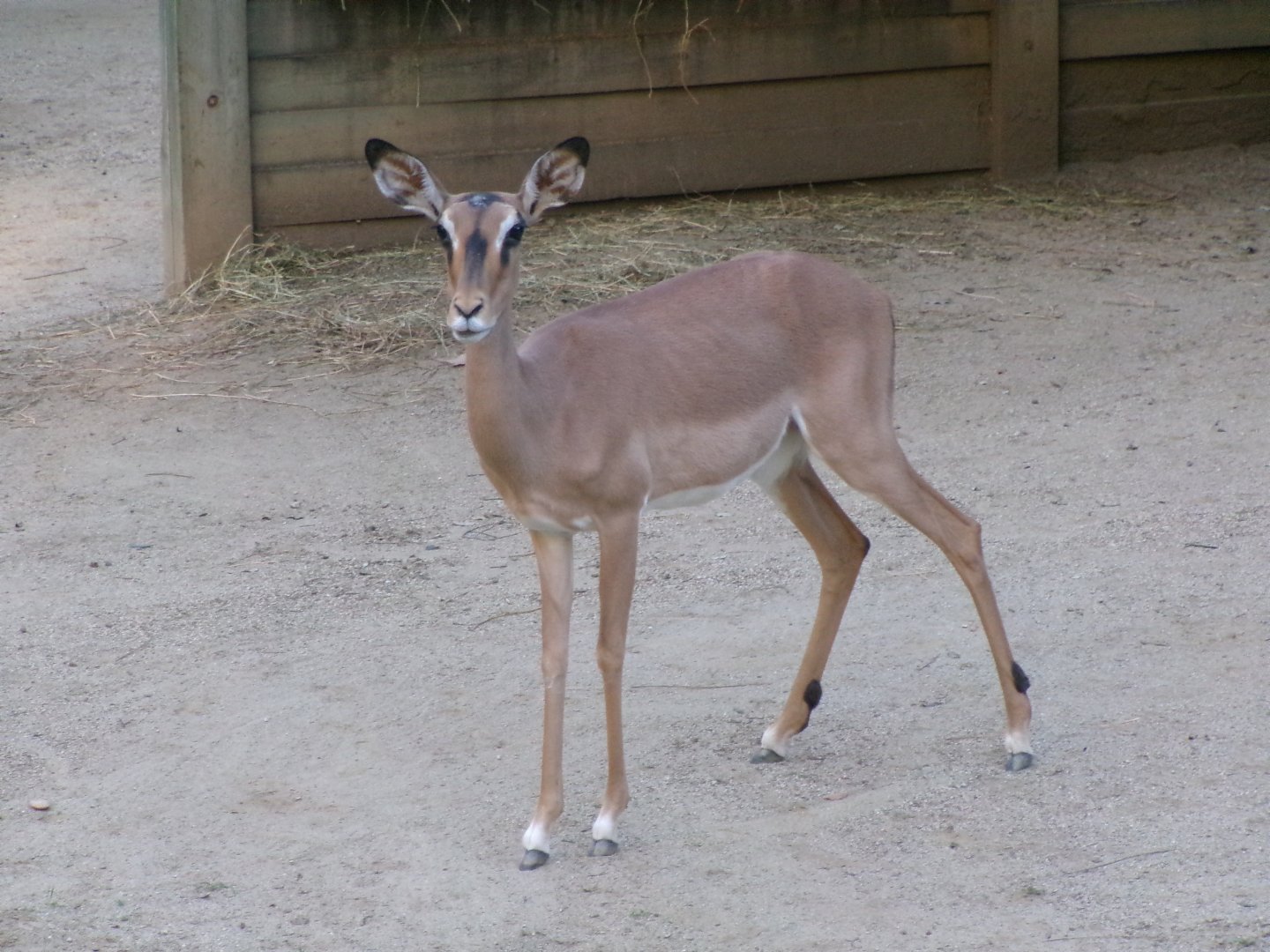 Black-faced impala