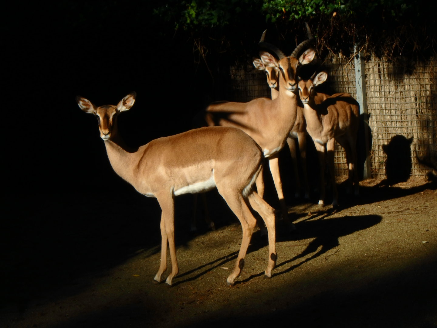 Black-faced impalas