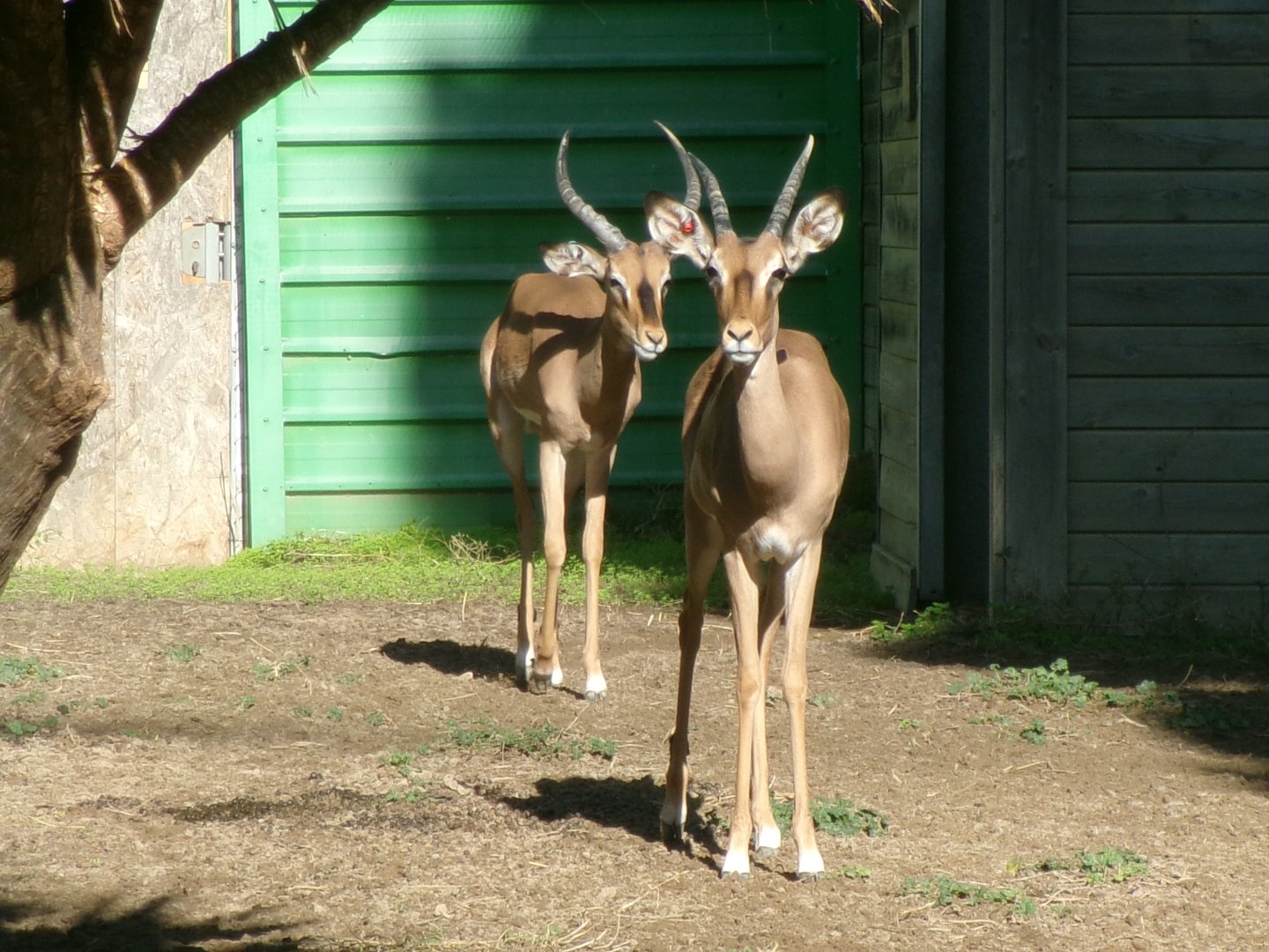 Black-faced impalas
