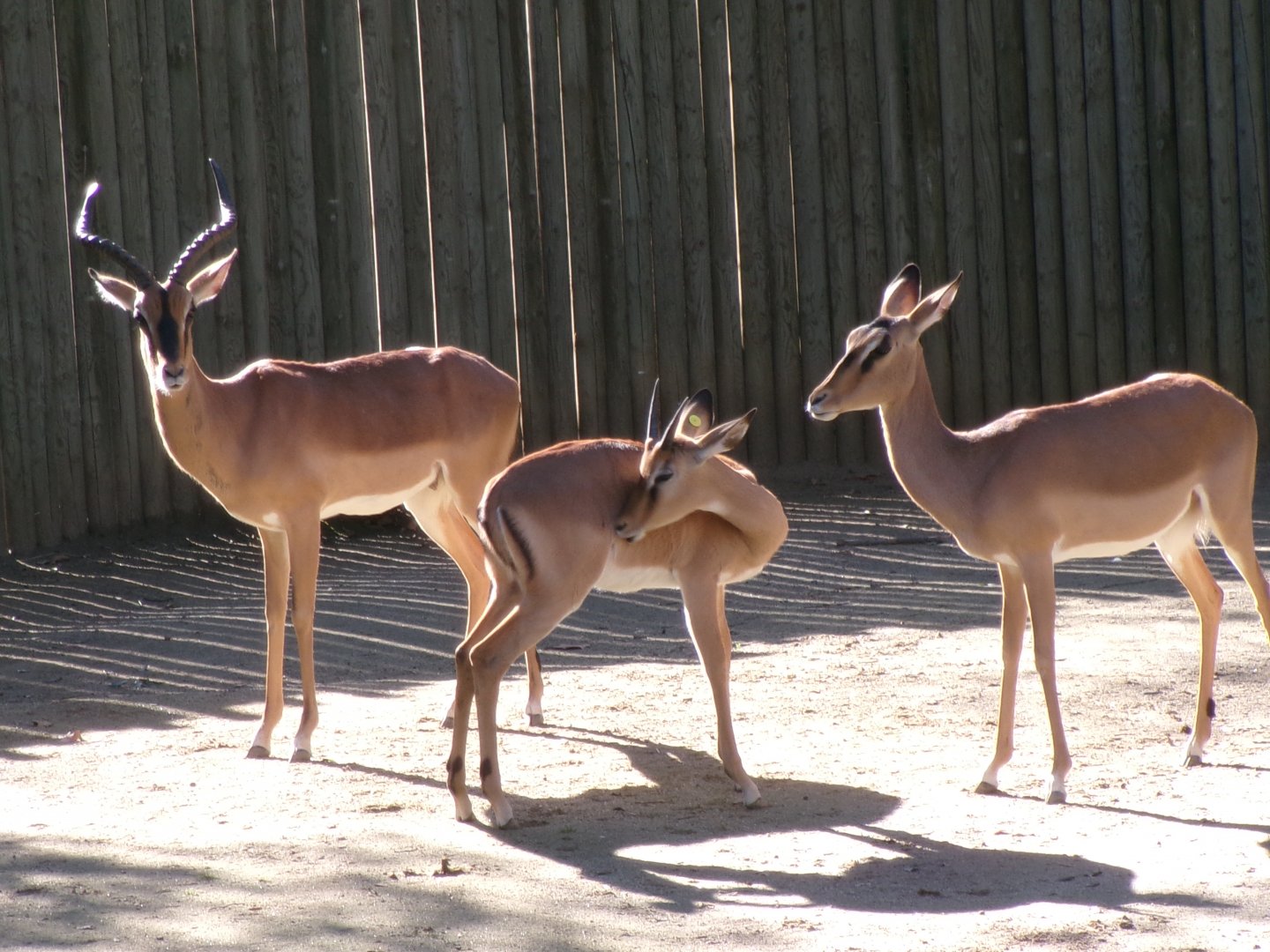 Black-faced impalas