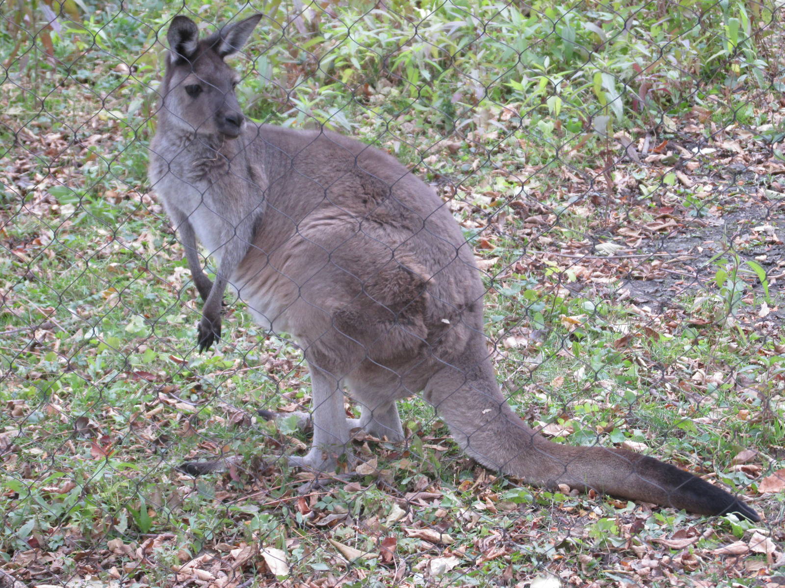 black faced kangaroo brookfield zoo