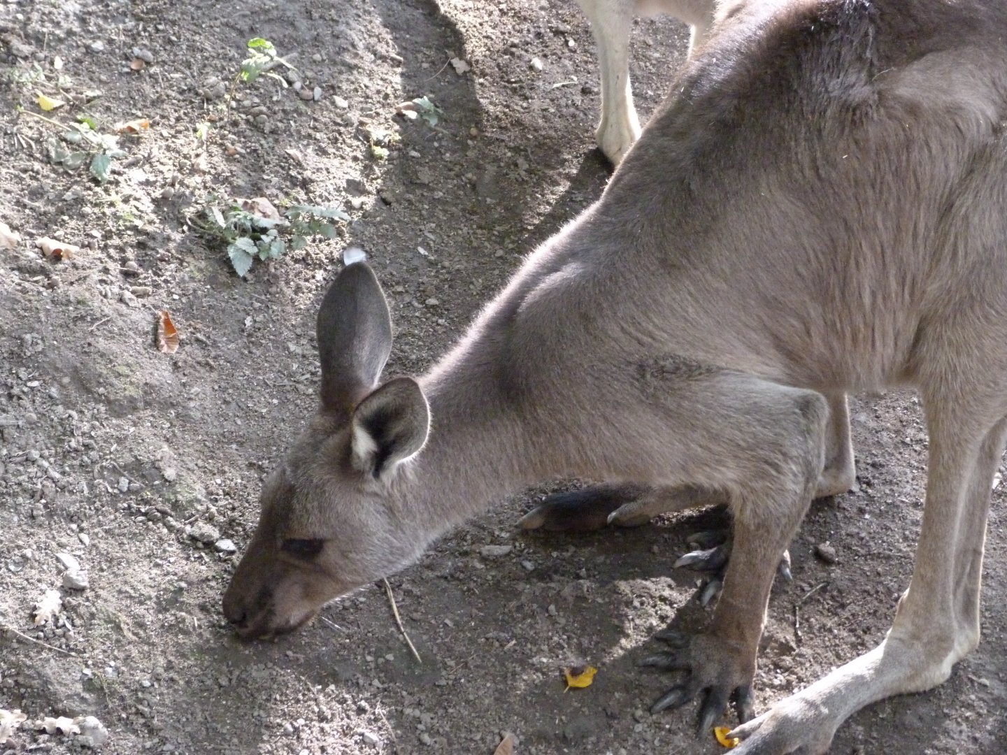 Black-faced kangaroo -Zoo Plzeň (2025)