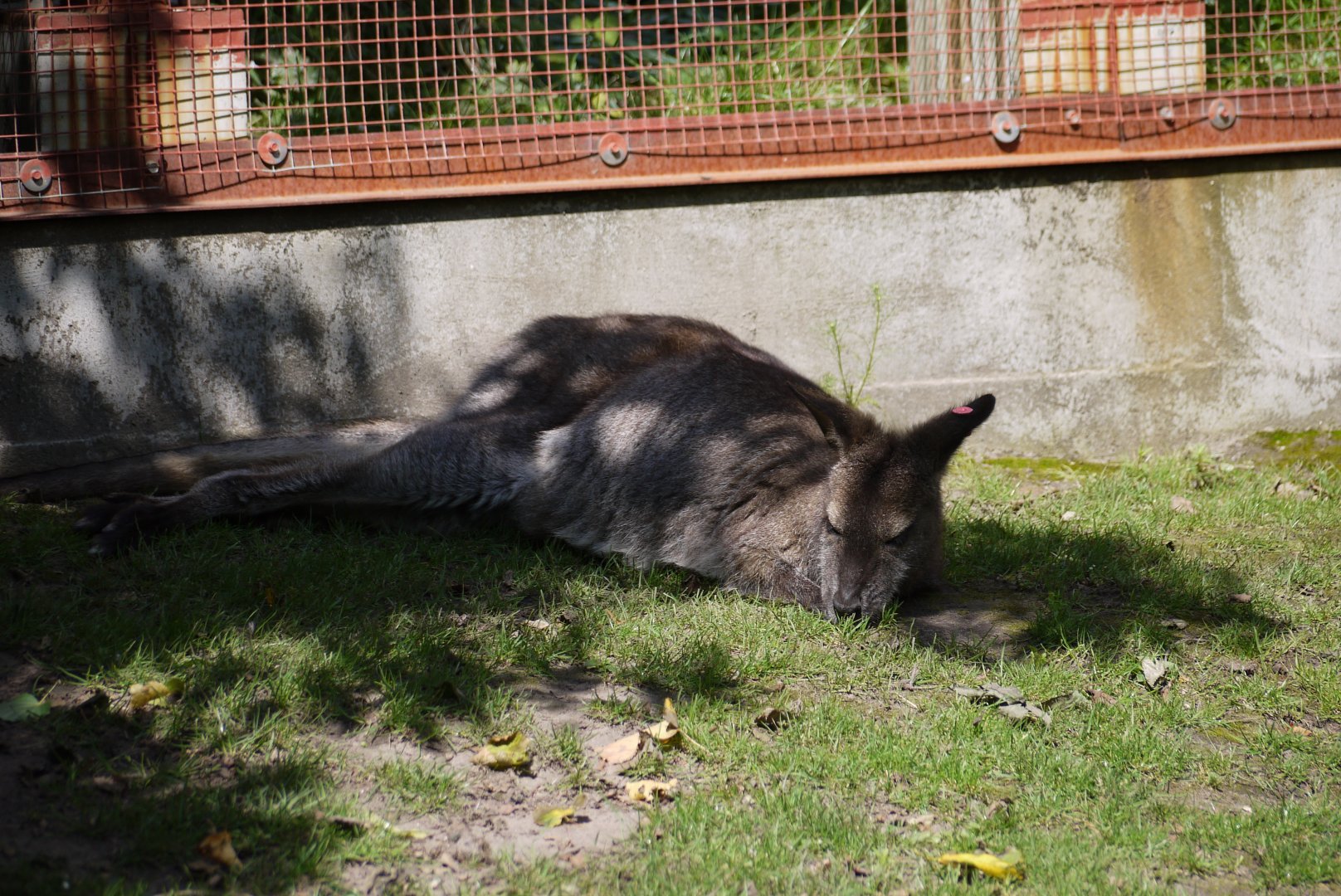 Black-faced Kangaroo