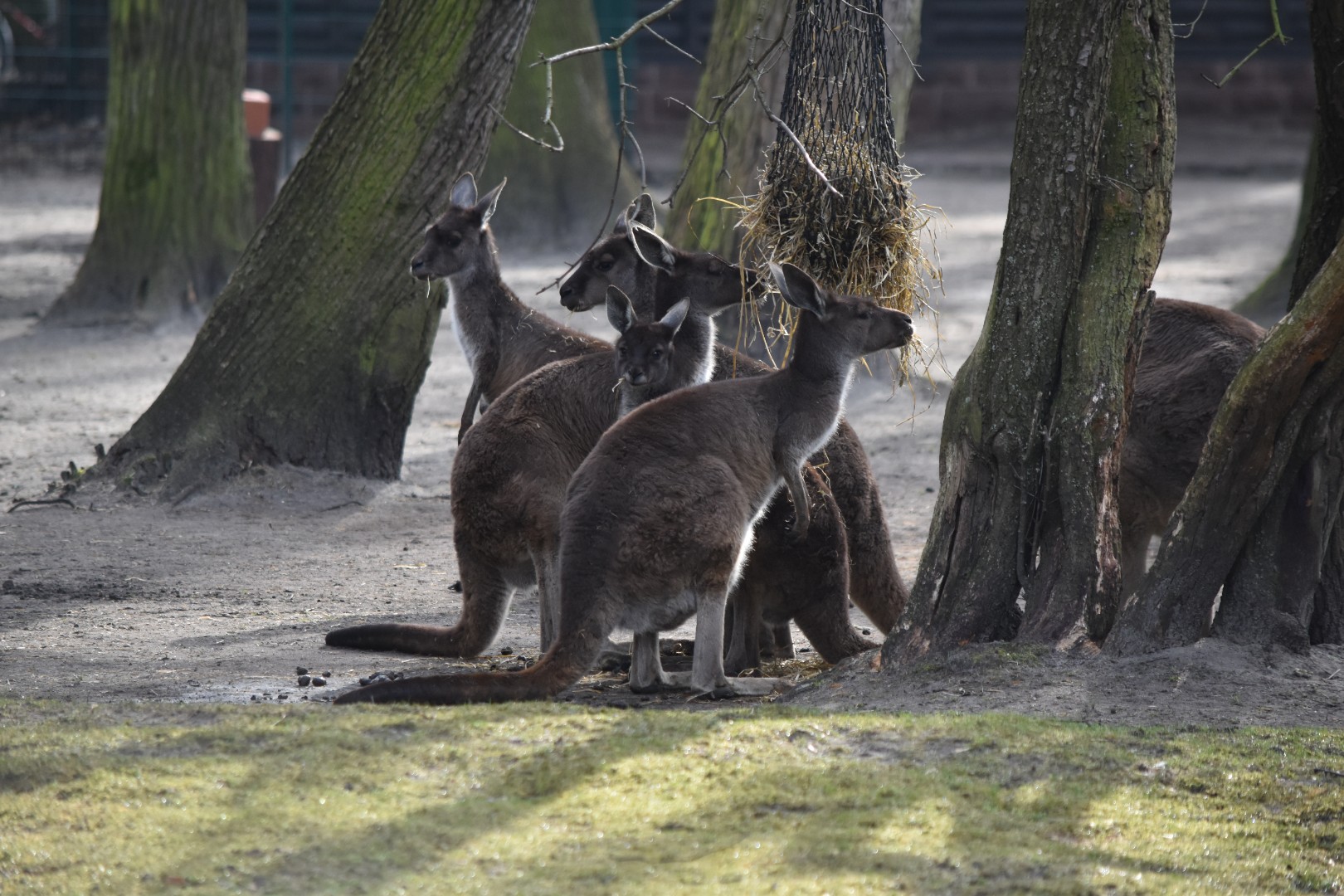 Black-faced kangaroos