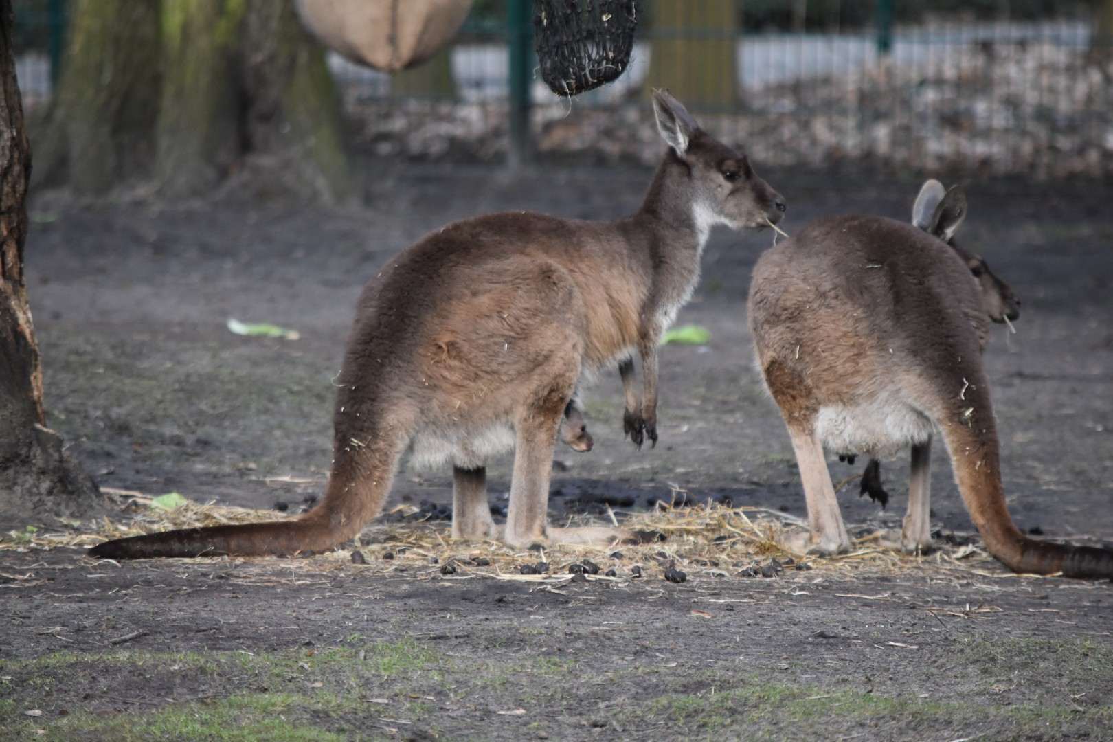 Black-faced kangoroo